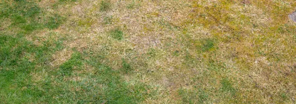 Žloutnutí trávníku