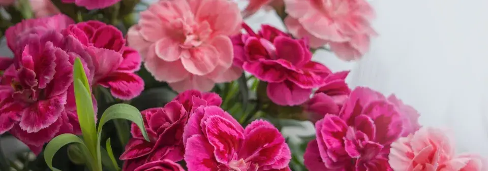Karafiát (Dianthus) 