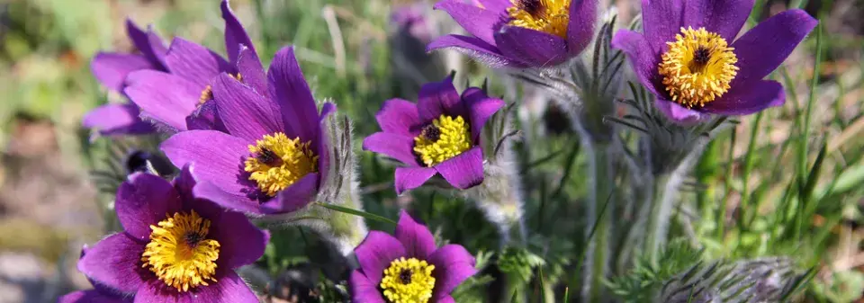 Koniklec jarní (Pulsatilla vernalis)