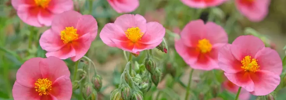 devaterník (Helianthemum) 