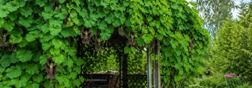 Podražec velkolistý (Aristolochia macrophylla) 