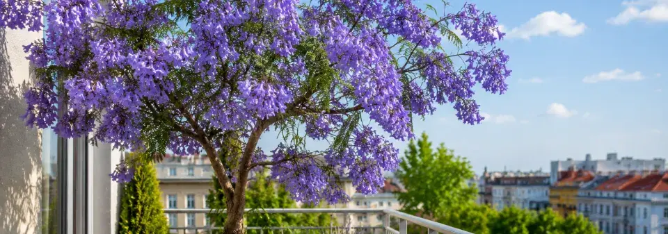 Žakaranda mimózolistá (Jacaranda mimosifolia) 