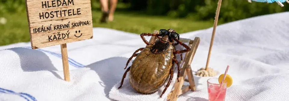 Klíšťata v trávě a další místa, kde se nejčastěji ukrývají