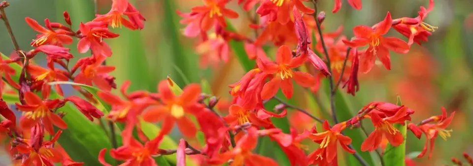 Montbrécie (Crocosmia)