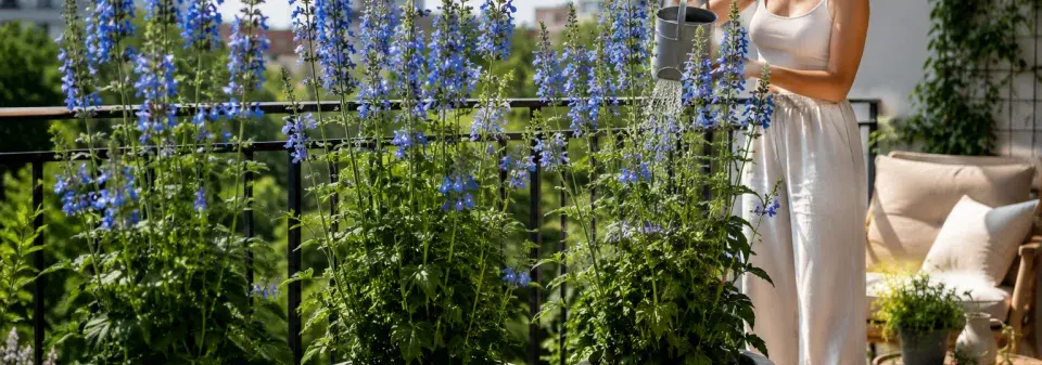 Šalvěj bažinná (Salvia uliginosa) 