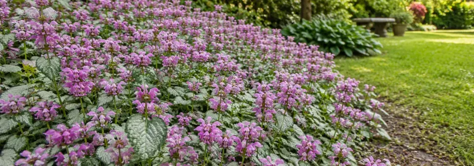 Hluchavka skvrnitá (Lamium maculatum) 