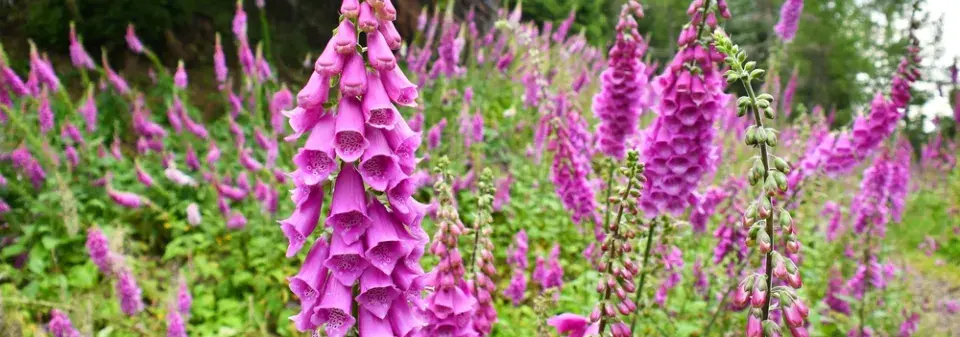 Náprstník červený (Digitalis purpurea) 