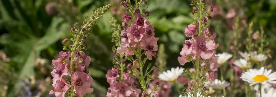 Divizna brunátná (Verbascum phoeniceum) 