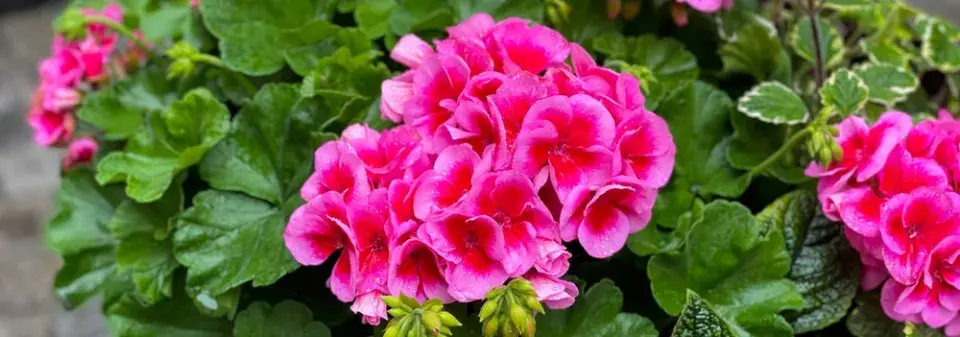 Nejkrásnější pelargonie do truhlíků i záhonů, které kvetou celé léto a slimáky příliš nelákají
