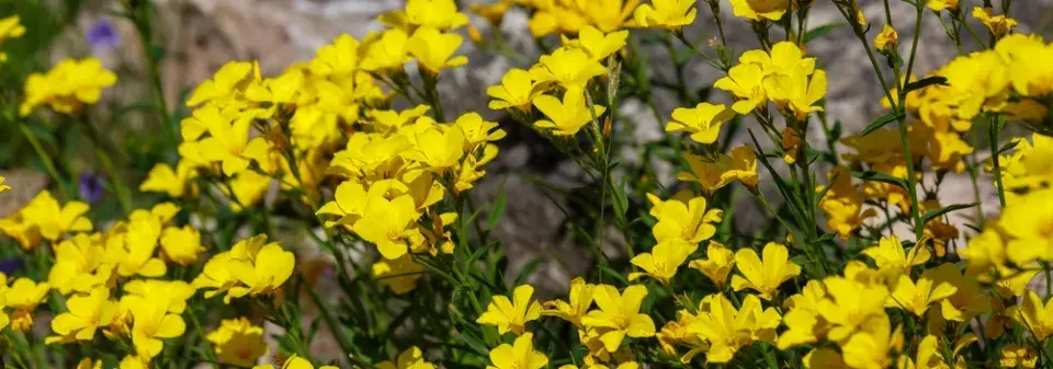 zlatý len (Linum flavum) 