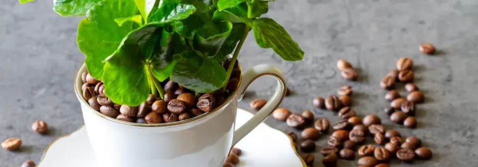 Coffea arabica 