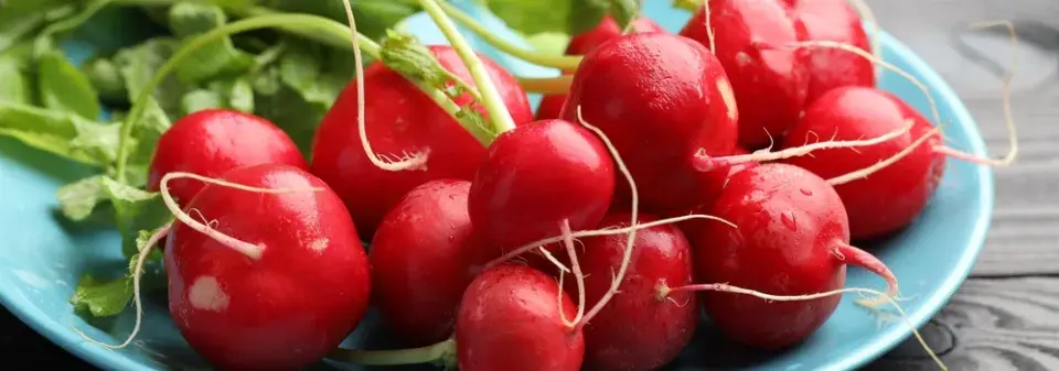 ředkvičky (Raphanus sativus)