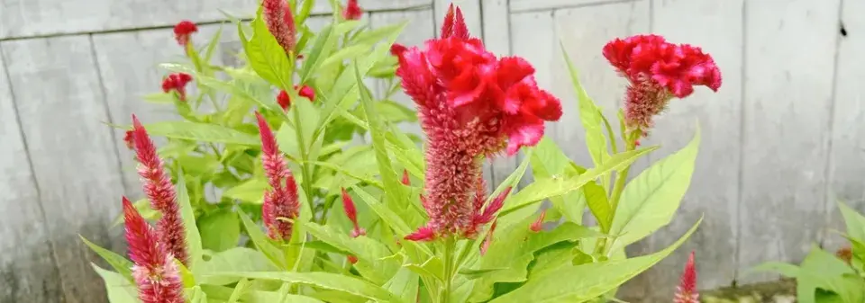 Nevadlec (Celosia) 