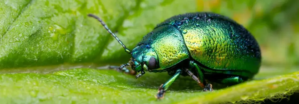 Mandelinka mátová (Chrysolina herbacea) 