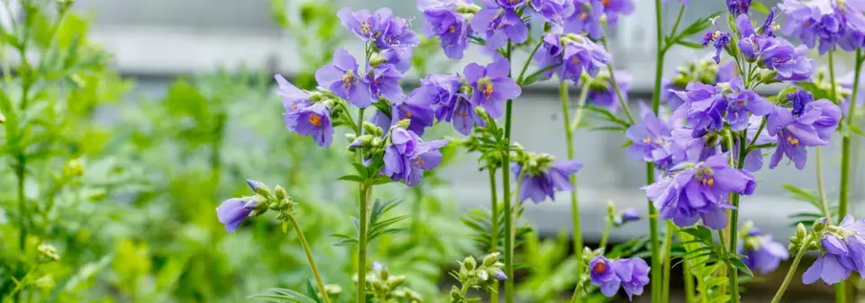Jirnice (Polemonium) 