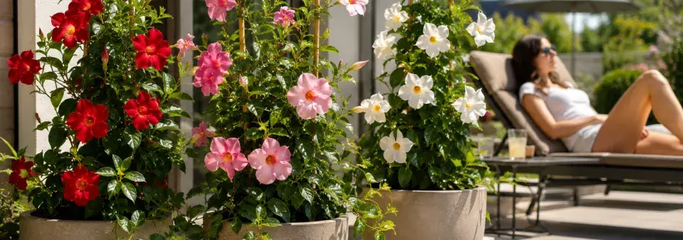 mandevila (Mandevilla splendens)