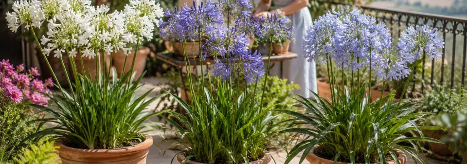 kalokvět (Agapanthus)