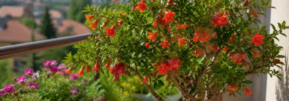 marhaník obecný (Punica granatum)