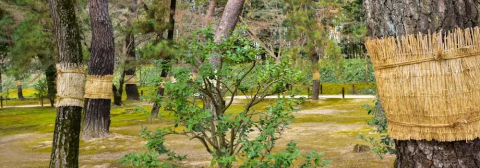 Škůdci stromů a ochrana před nimi