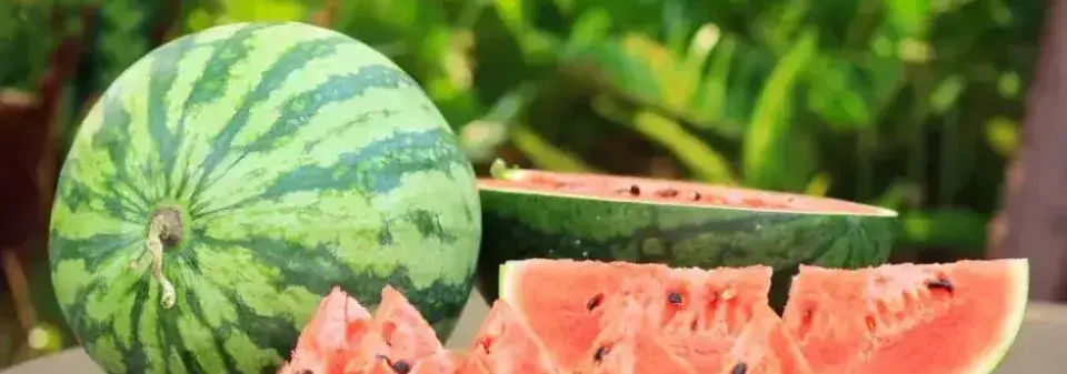 Pěstování melounu