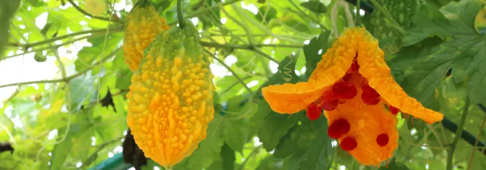 momordika (Momordica charantia)