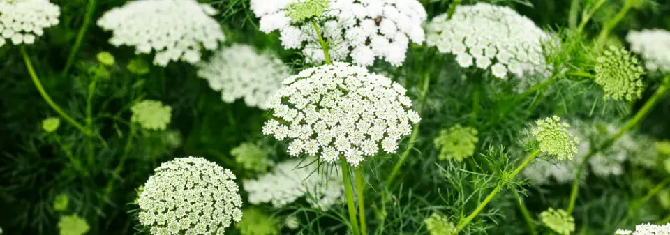 Pakmín (Ammi)