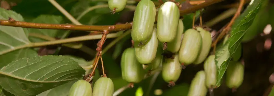 Mrazuvzdorné kiwi