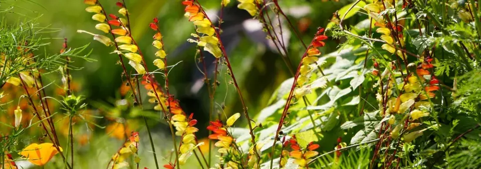 povíjnice laločnatá (Ipomoea lobata, dříve Mina lobata) 