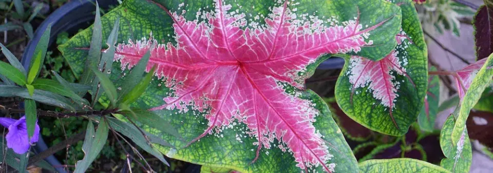 Péče o caladium 