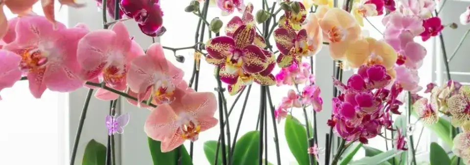 Hnojivo na orchideje