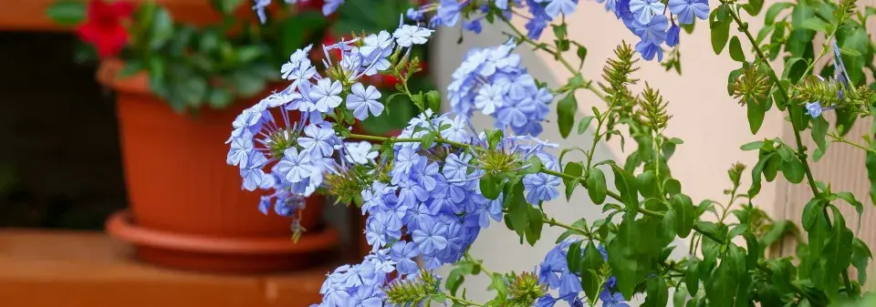 olověnec ouškatý (Plumbago auriculata) 