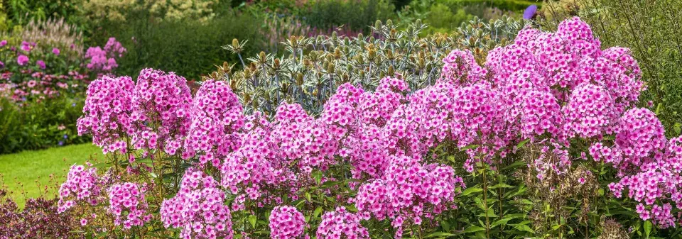 plamenka latnatá, flox (Phlox paniculata) 