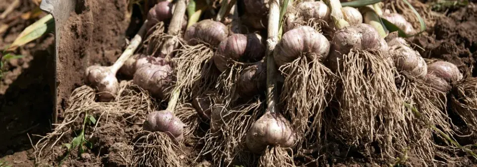 Plodiny, které můžete vysít na prázdný záhon po sklizni česneku