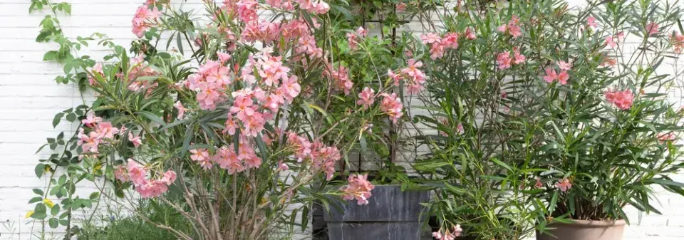 Žloutnutí listů při pěstování oleandru