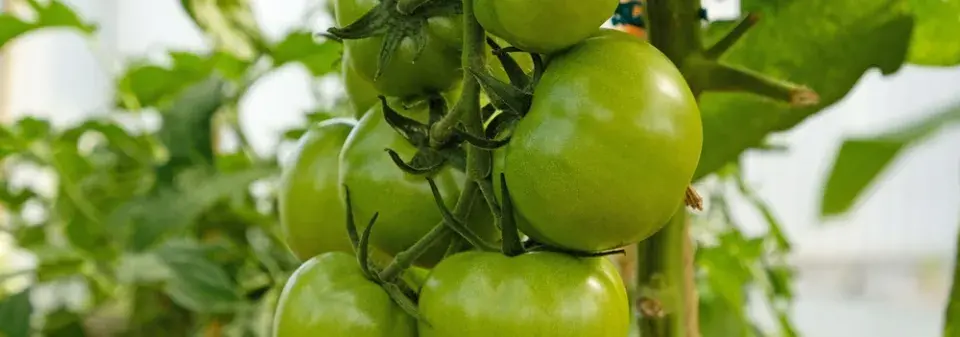 Jak zpracovat zelená rajčata?