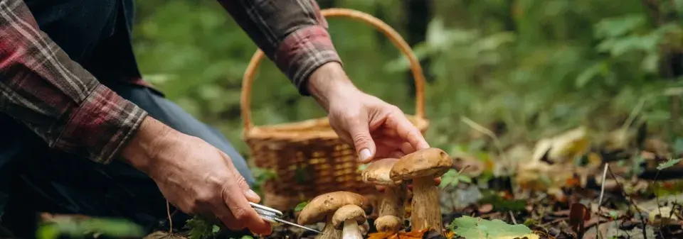 Konec července přeje houbařům. Zjistěte, jaké houby právě rostou