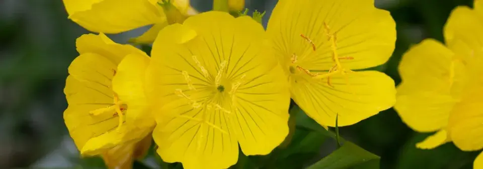 Pupalka missourská (Oenothera macrocarpa) 