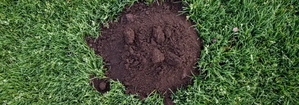  Jak vypadají nejčastější díry na zahradě a co o jejich původci prozradí