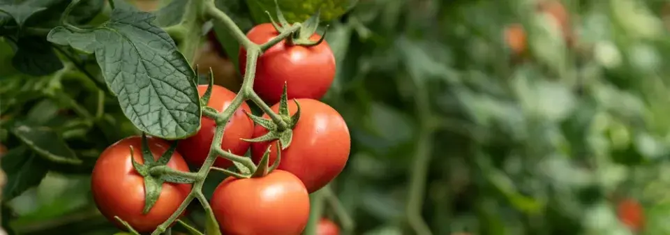 Jak prodloužit sklizeň rajčat až do podzimu