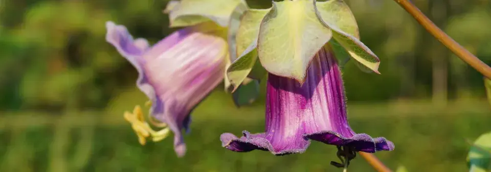 Vilec šplhavý neboli kobea (Cobaea scandens) 