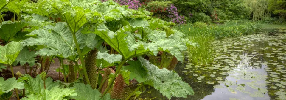 Barota rukávovitá (Gunnera manicata)