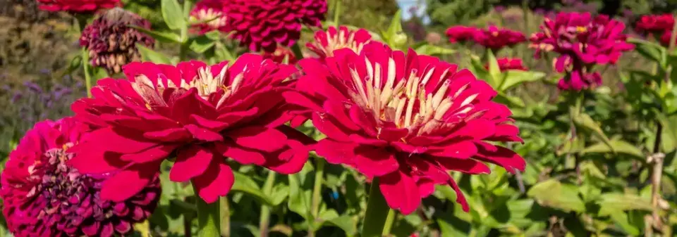 Zinnia elegans
