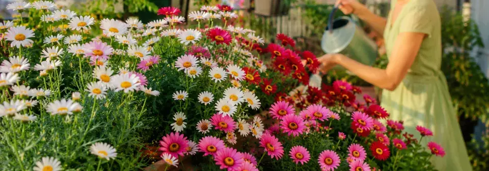 Kopretinovec nebo i kopretina pařížská (Argyranthemum) 