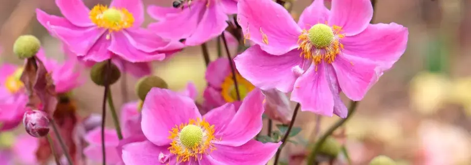 Sasanka hupejská neboli podzimní sasanka (Anemone hupehensis) 