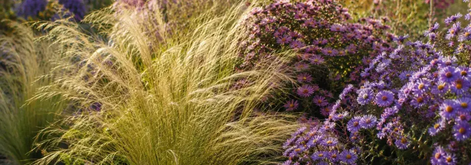 kavyl vláskovitý (Stipa capillata) 