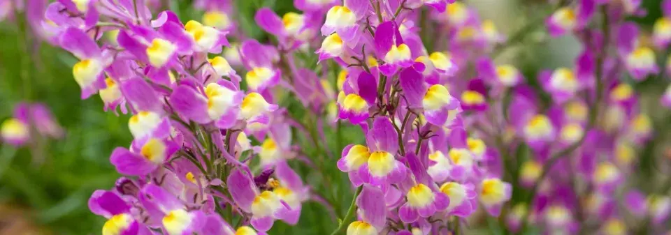 Lnice marocká (Linaria maroccana)