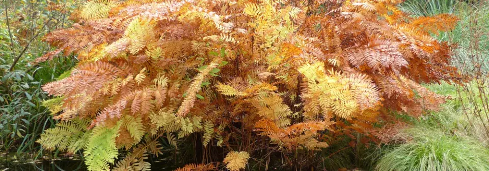 podezřeň královská (Osmunda regalis) 