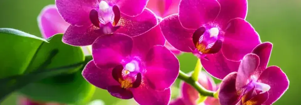 Pěstování orchideje