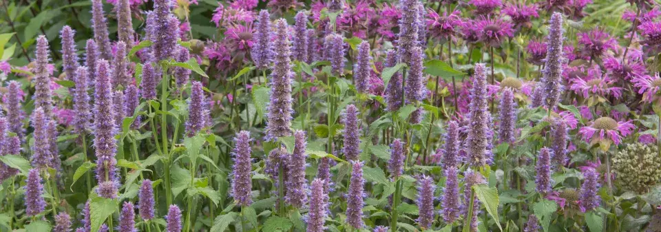 Agastache fenyklová neboli anýzová (Agastache foeniculum) 