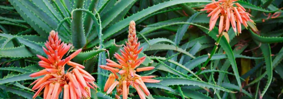 Aloe na zahradě poutá veškerou pozornost